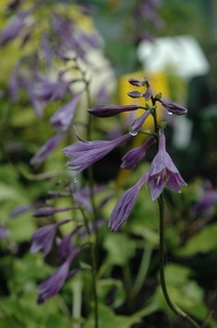 Hosta Vera Verde